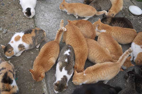 Hoarding Cats