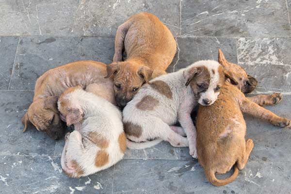 Hoarding Dogs