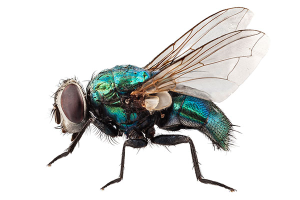 Blowflies Help Determine Time of Death