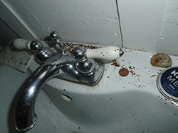 Bathroom Sink - Flies - Cross Contamination