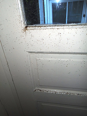 Door Window Flies Cross Contamination