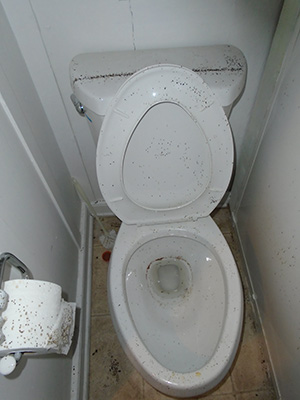 Toilet Flies Cross Contamination