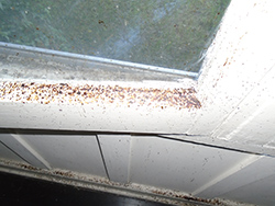 Window Pane Flies Cross Contamination