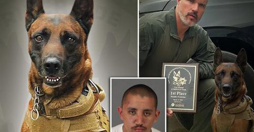 picture of K-9 Rudy and handler along with suspect that killed Rudy